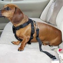 Pet Seat Belt Pet Seat Belt