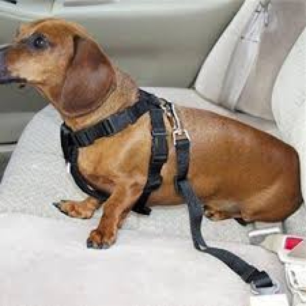 Pet Seat Belt